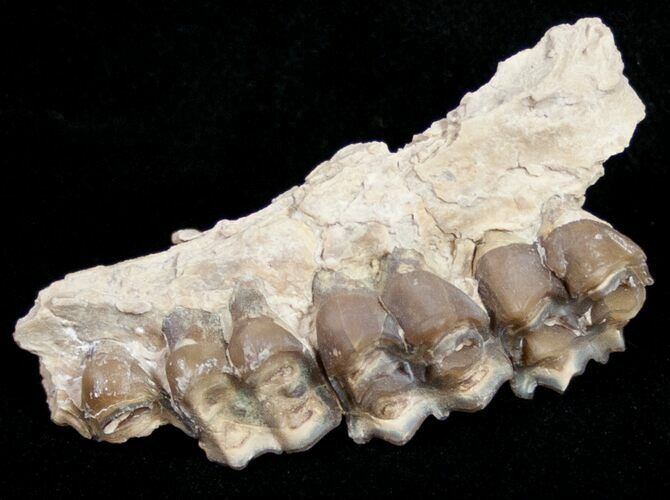 Oligocene Camel (Poebrotherium) Jaw Section #10539
